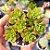 Sedum Joyce tulloc - PT 9 - Imagem 1
