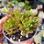 Sedum Joyce tulloc - PT 9 - Imagem 2