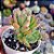 Echeveria Minibelle - PT 9 - Imagem 2