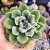 Echeveria Setosa - PT 9 - Imagem 1