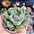Echeveria Setosa - PT 9 - Imagem 2