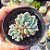 Echeveria Amoena - PT 9 - Imagem 1