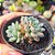 Echeveria Amoena - PT 9 - Imagem 2