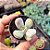 Cotyledon orbiculata Oophyla - PT 6 - Imagem 2