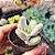 Cotyledon orbiculata Oophyla - PT 6 - Imagem 3
