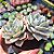 Graptoveria Cubanita - PT 9 - Imagem 2