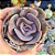 Echeveria Dust Rose - PT 9 - Imagem 1