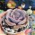 Echeveria Dust Rose - PT 9 - Imagem 2