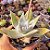 Dudleya Britonii - PT 9 - Imagem 2