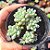 Echeveria Amoena Microcalix - PT 9 - Imagem 1