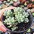 Echeveria Amoena Microcalix - PT 9 - Imagem 2