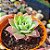 Graptoveria jadeita - PT 9 - Imagem 2