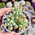 Sedum Pachyphyllum - PT 9 - Imagem 1