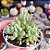 Sedum Pachyphyllum - PT 9 - Imagem 2