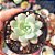 Echeveria Subcorymbosa Lau 26 - PT 8 - Imagem 1