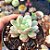 Echeveria Subcorymbosa Lau 26 - PT 8 - Imagem 2