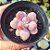 Graptopetalum amethystinum - PT 9 - Imagem 1