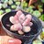 Graptopetalum amethystinum - PT 9 - Imagem 2