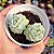 Echeveria Capitain hay - PT 9 - Imagem 1