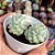 Echeveria Capitain hay - PT 9 - Imagem 2