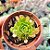 Rosularia Platyplyla - PT 6 - Imagem 1