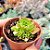 Rosularia Platyplyla - PT 6 - Imagem 2
