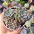 Echeveria Tinker bell - PT 9 - Imagem 1