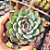 Echeveria Apus - PT 9 - Imagem 1