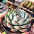 Echeveria Apus - PT 9 - Imagem 2