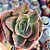 Echeveria Kakurei - PT 9 - Imagem 1