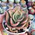 Echeveria Kakurei - PT 9 - Imagem 2