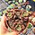 Graptosedum Adria Bubbaloo colonia - PT 9 - Imagem 1