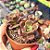 Graptosedum Adria Bubbaloo colonia - PT 9 - Imagem 2