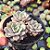 Echeveria Super Primavera - PT 9 - Imagem 2