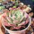 Echeveria Pink Bubble - PT 9 - Imagem 2