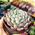 Echeveria Biante - PT 9 - Imagem 2