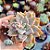 Echeveria Celestone Azul - PT 8 - Imagem 1