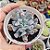 Echeveria Pig nose - PT 9 - Imagem 1