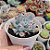Echeveria Pig nose - PT 9 - Imagem 2