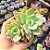 Echeveria Antiqua - PT 9 - Imagem 1
