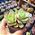 Echeveria Antiqua - PT 9 - Imagem 2