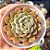 Echeveria Wing Shawi   - PT 9 - Imagem 1