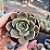 Echeveria Zoe - PT 6 - Imagem 1