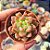 Echeveria Chanel - PT 6 - Imagem 1