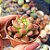 Echeveria Chanel - PT 6 - Imagem 2