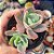 Echeveria Imbricata rose - PT 9 - Imagem 1