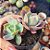 Echeveria Imbricata rose - PT 9 - Imagem 2