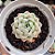 Echeveria Alba mine - PT 9 - Imagem 1