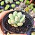 Echeveria Cute peach - PT 9 - Imagem 2