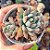 Echeveria Yummie - PT 9 - Imagem 1